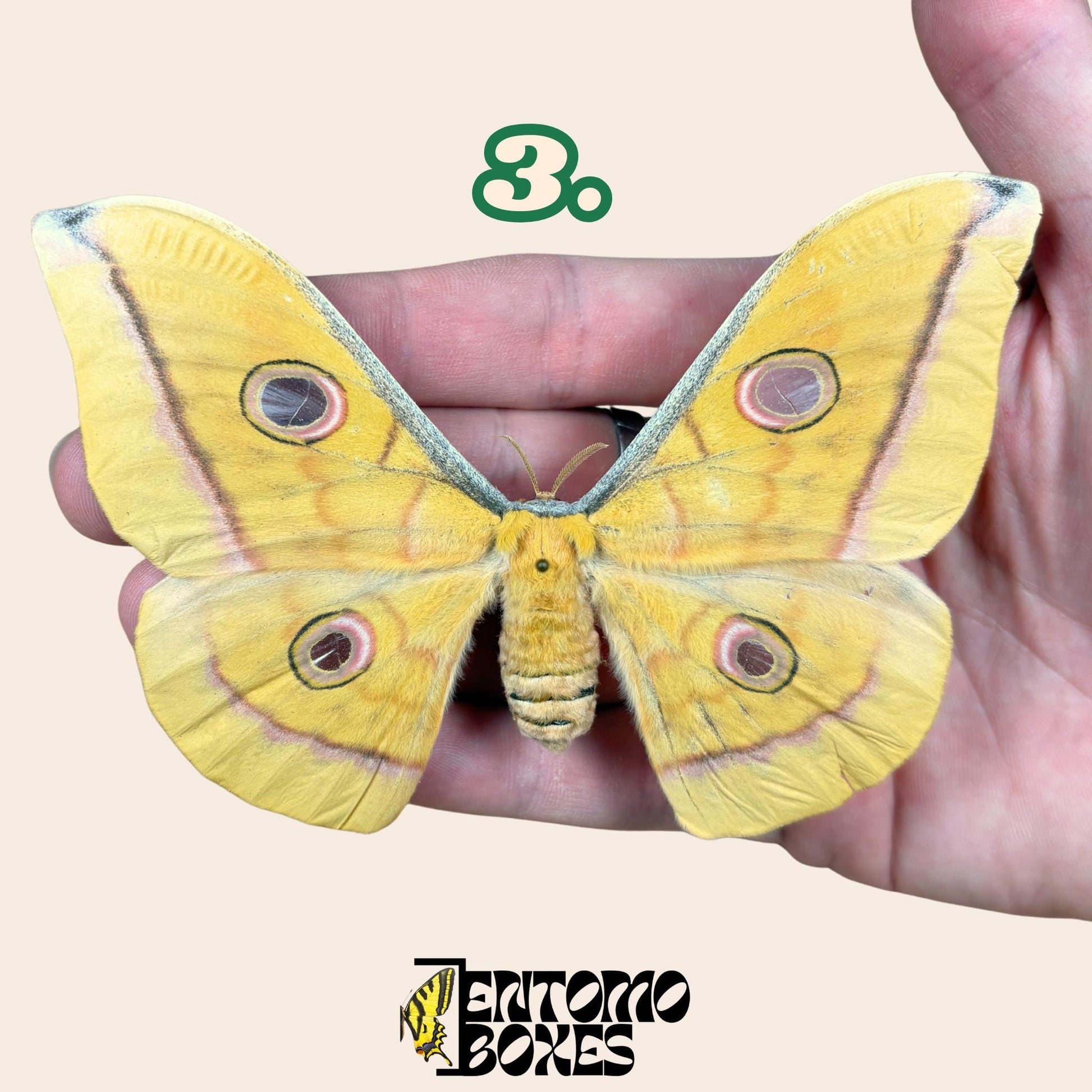 Antheraea pernyi Chinesischer Tussah-Seidenspinner Gelb Weibchen
