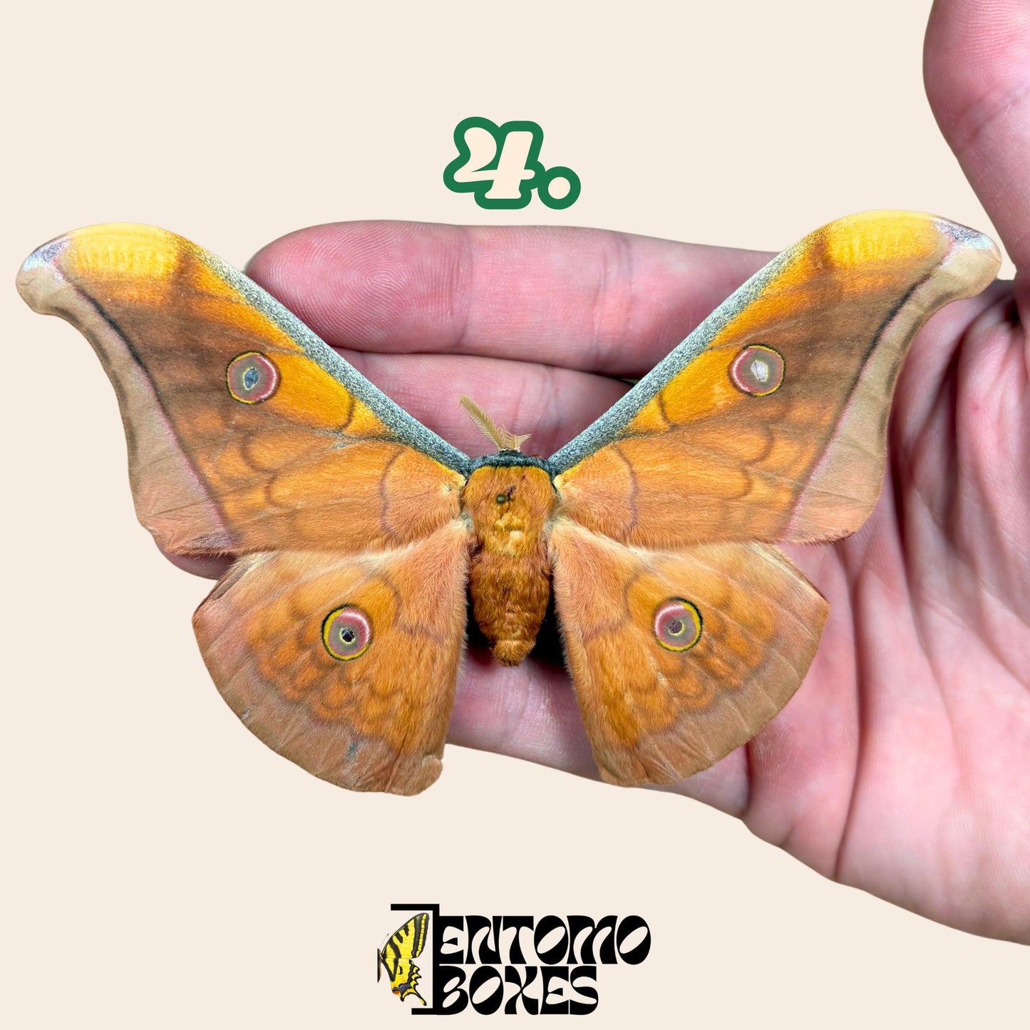 Antheraea pernyi Chinesischer Tussah-Seidenspinner Männchen