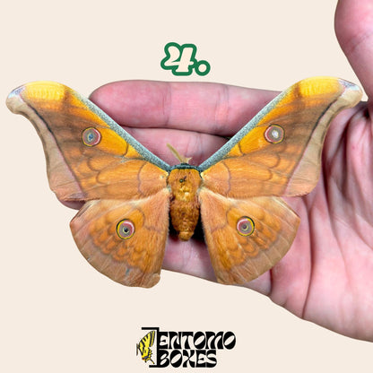 Antheraea pernyi Chinesischer Tussah-Seidenspinner Männchen
