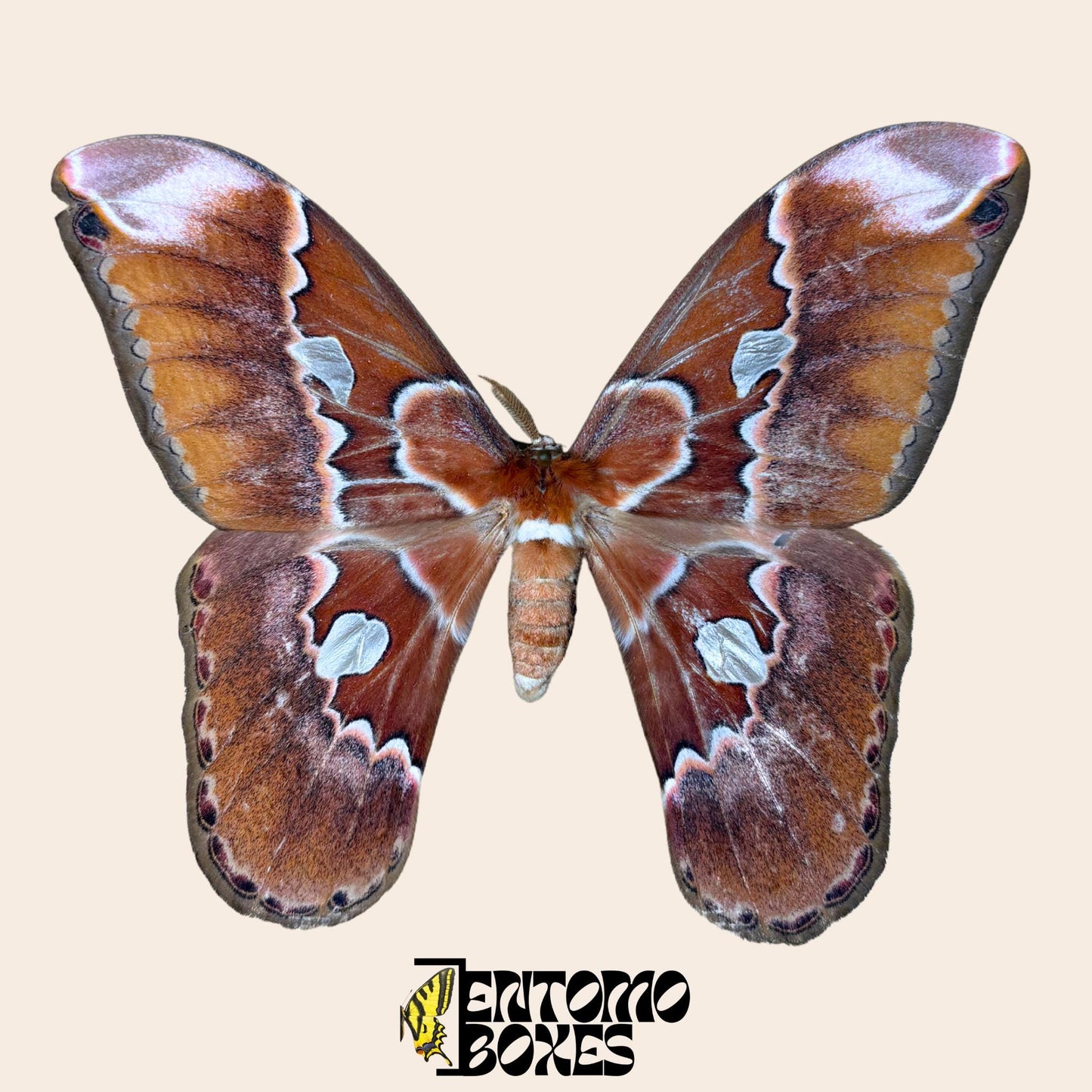 Rothschildia equatorialis gespannt Männchen mit geöffneten Flügeln