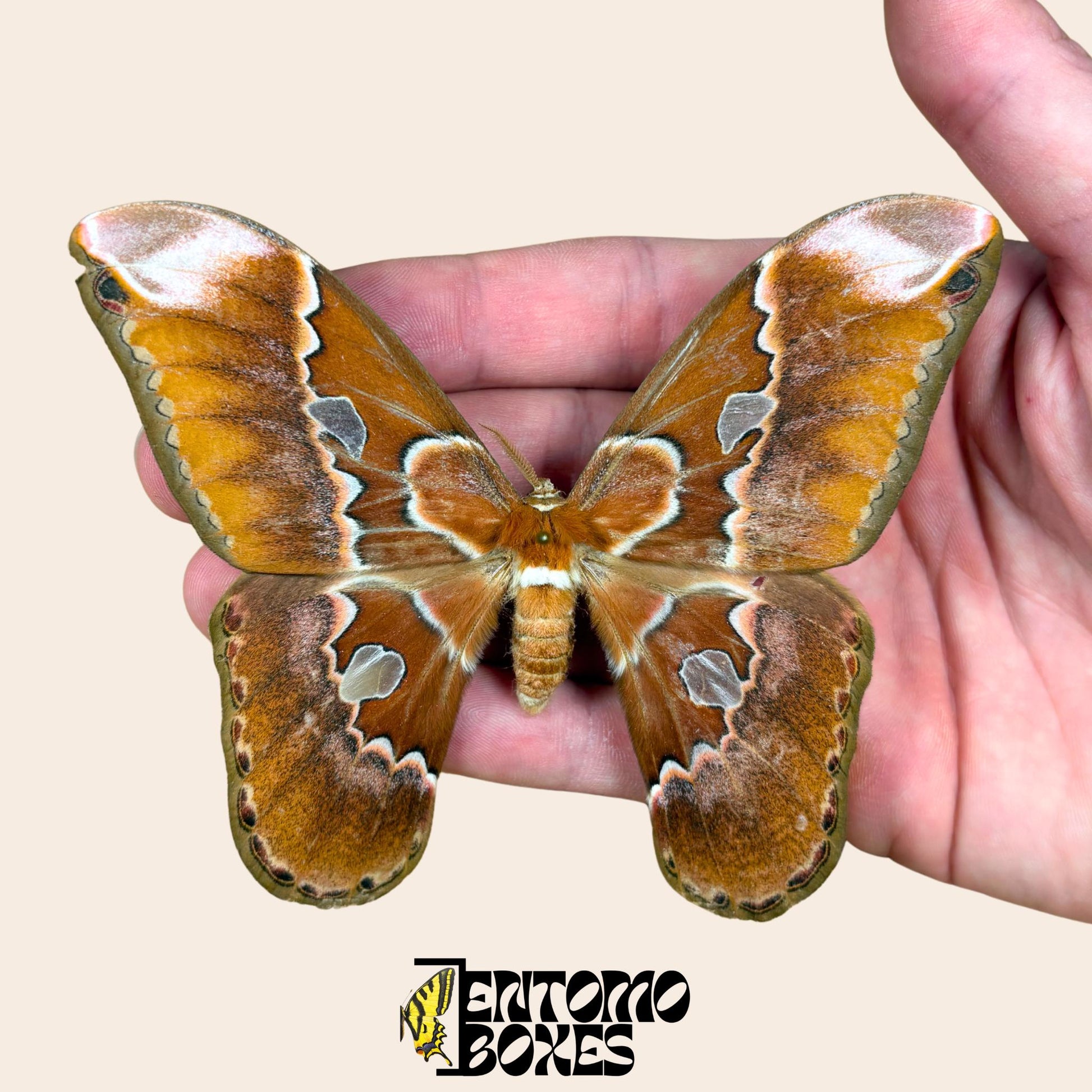 Rothschildia equatorialis Seidenspinner Männchen Exemplar