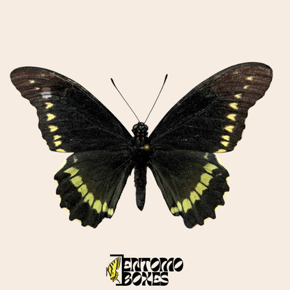 Battus polydamas  gespannt Schmetterling