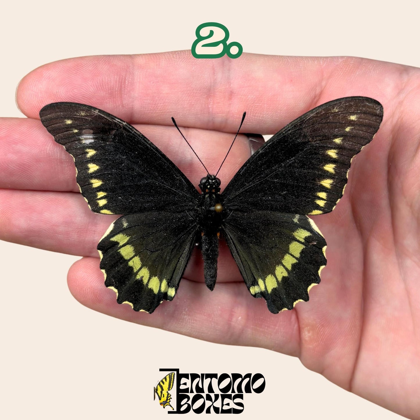 Battus polydamas  gespannt Schmetterling