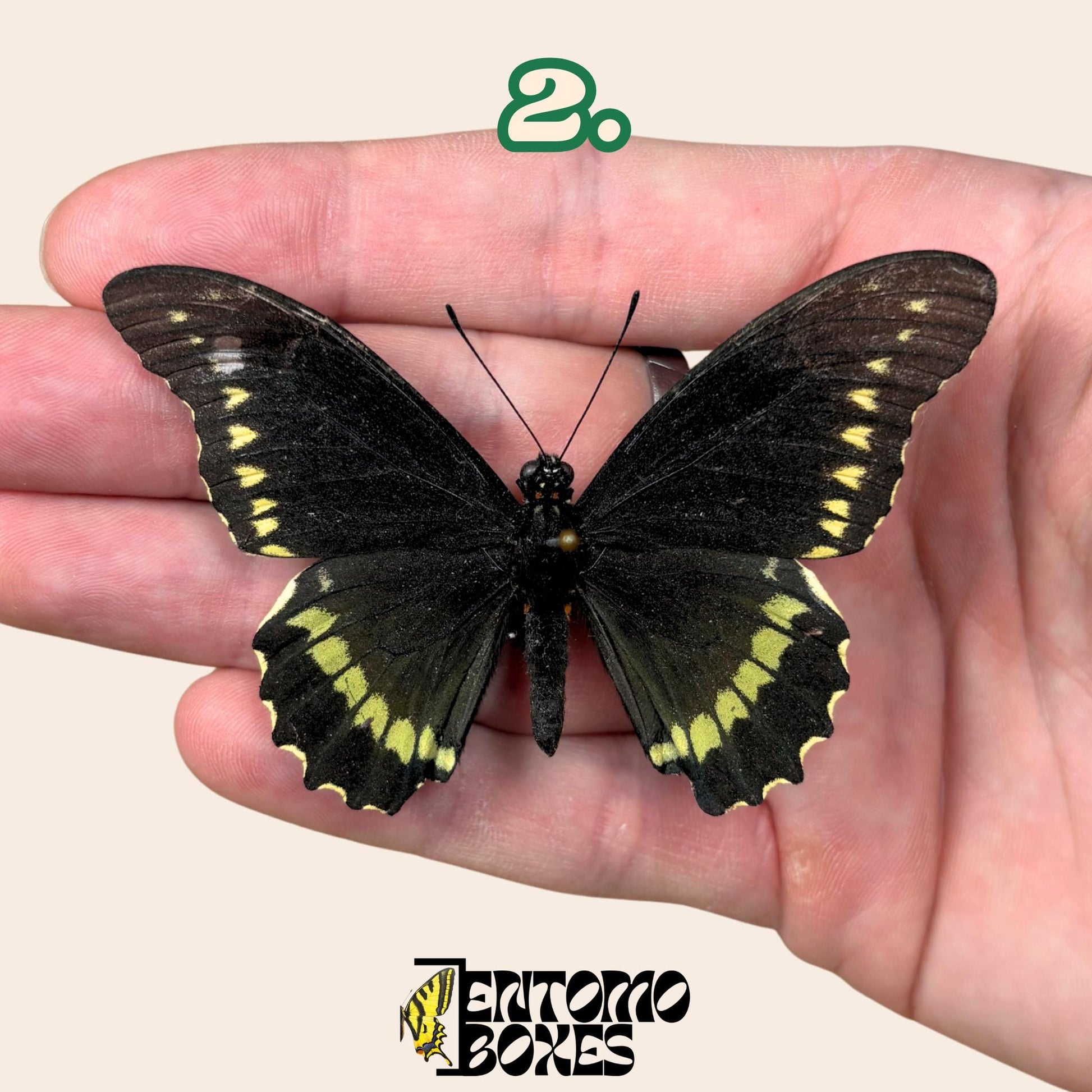 Battus polydamas  gespannt Schmetterling