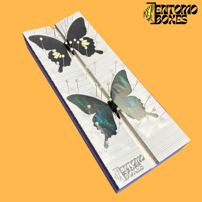 papilio helenus und papilio maackii auf Spannbrett