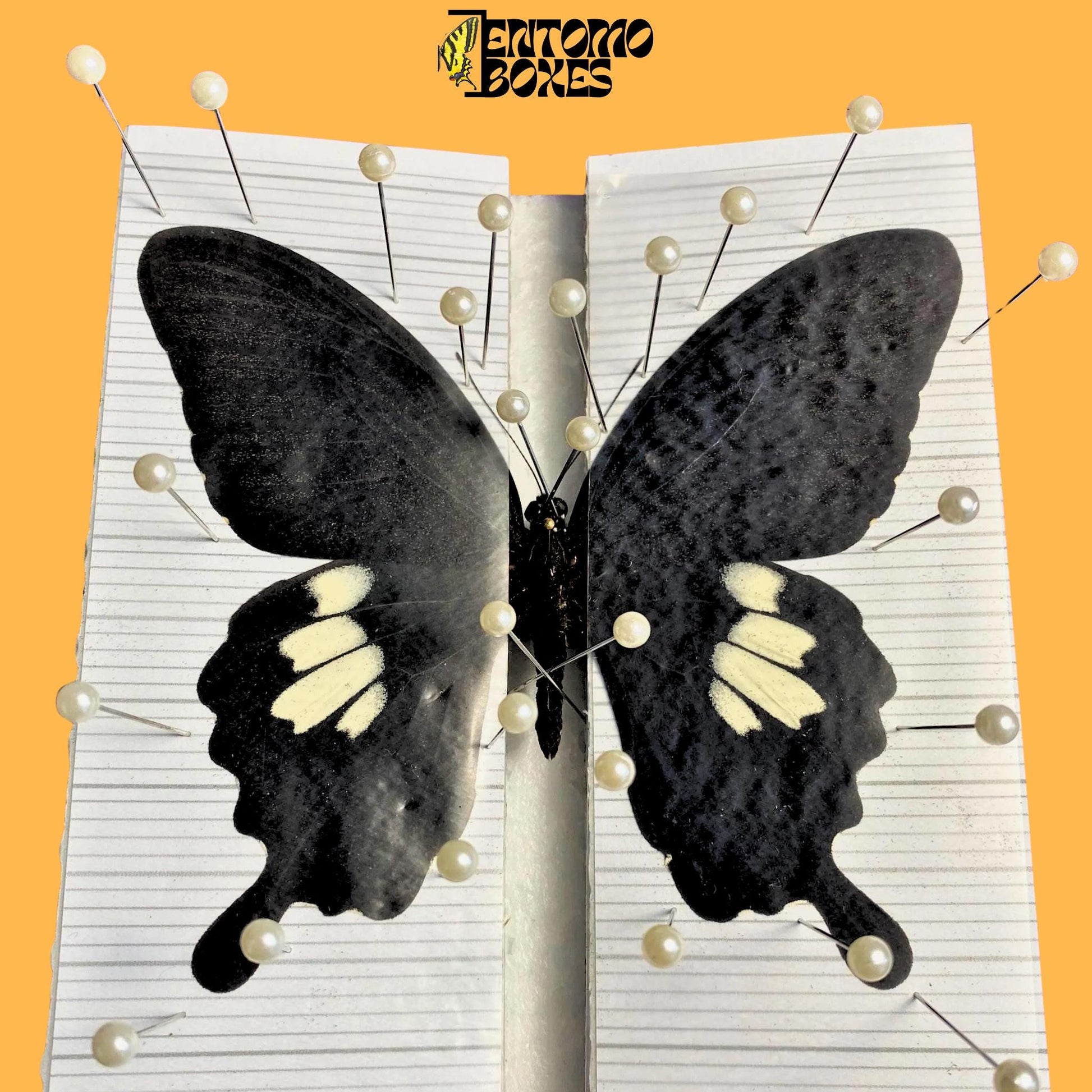 papilio helenus auf Spannbrett