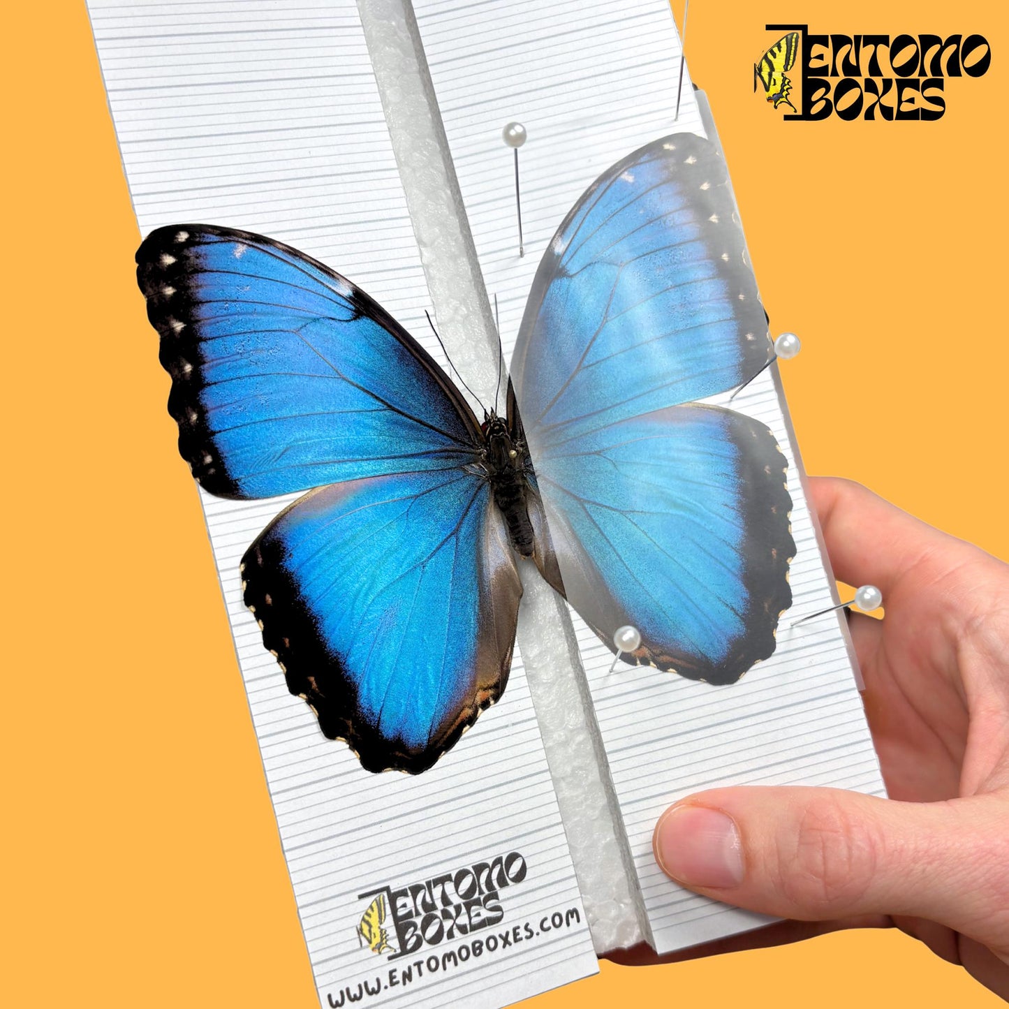MINI Schmetterling Sammlung Einsteiger-Set mit vollständige Anleitung entomologische Sammlung Taxidermie Insekt bugs set