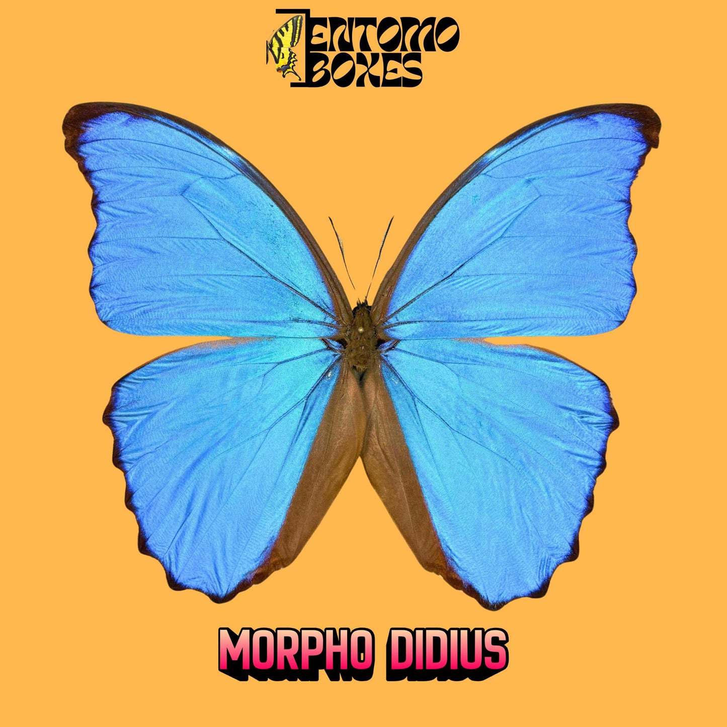morpho didius Männchen gespannt