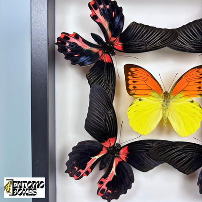 four papilio rumanzovia and one orange and yellow butterfly in black frame (etsy image id: 7702312297)