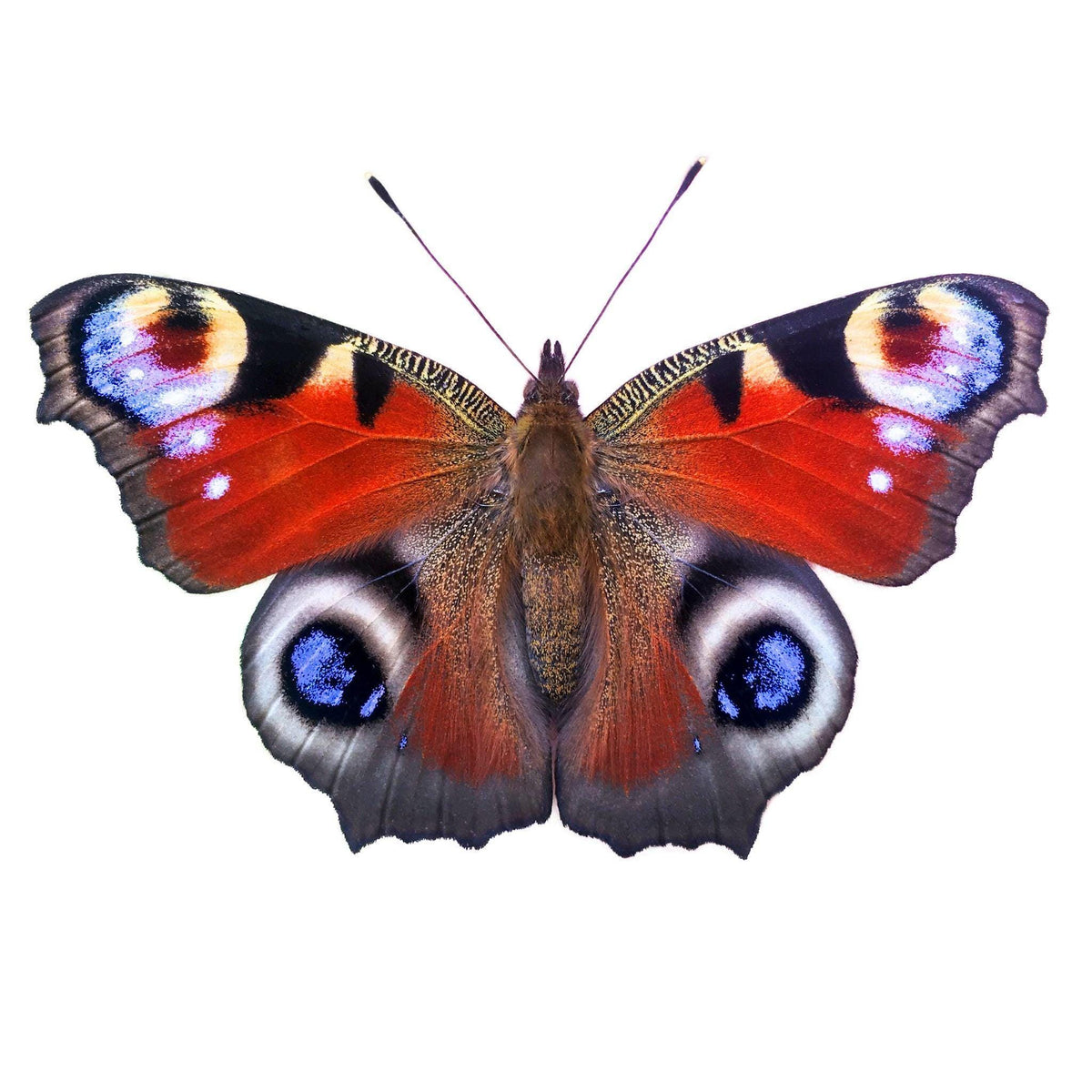 Inachis io Tagpfauenauge mit ausgebreiteten Flügeln, orangefarbene Flügel mit blauen Augenflecken und schwarzen Zeichnungen