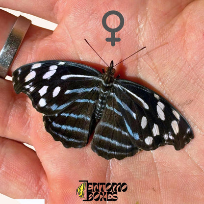 Myscelia cyaniris Weibchen Schmetterling auf hand