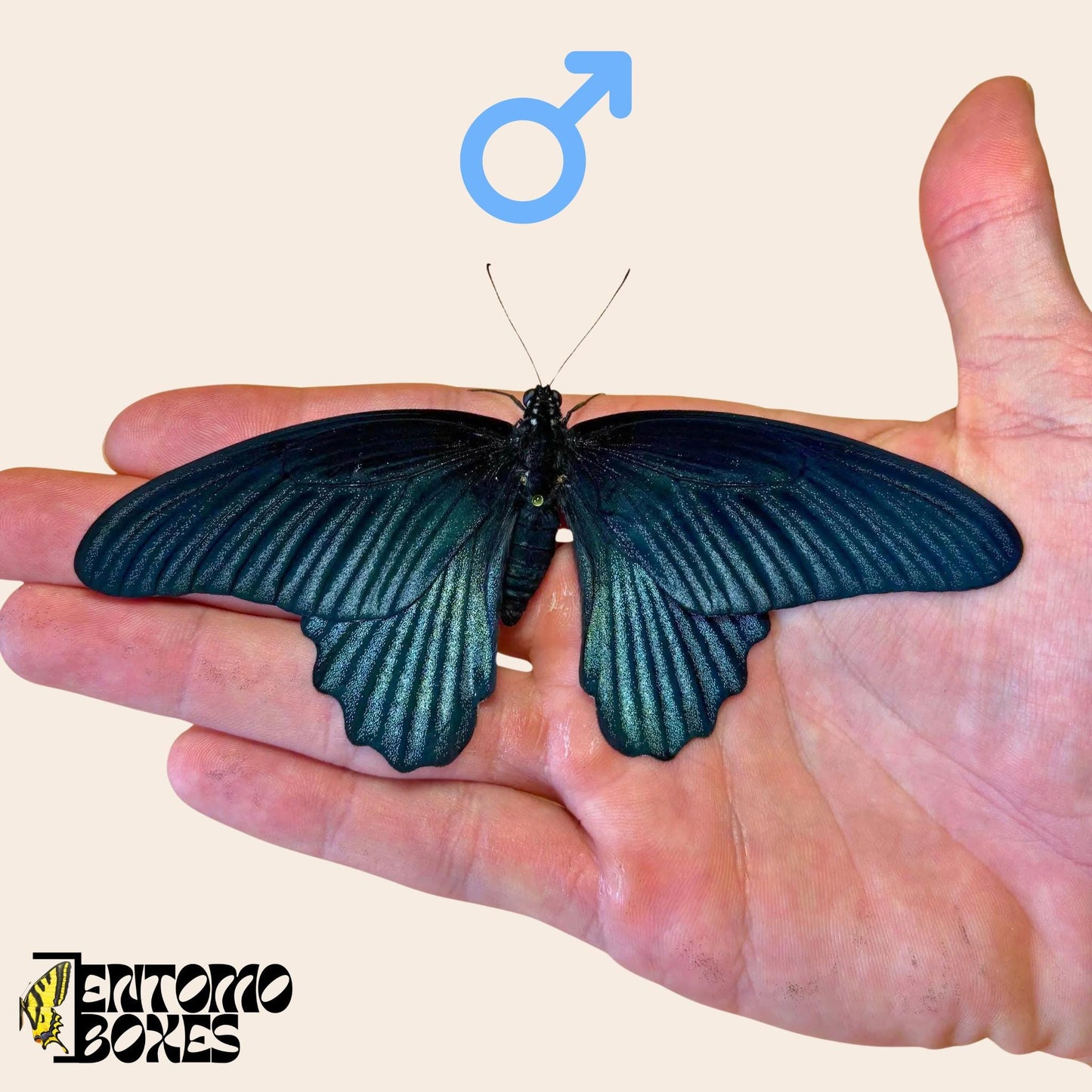 papilio memnon tropisch Männchen Schmetterling auf hand