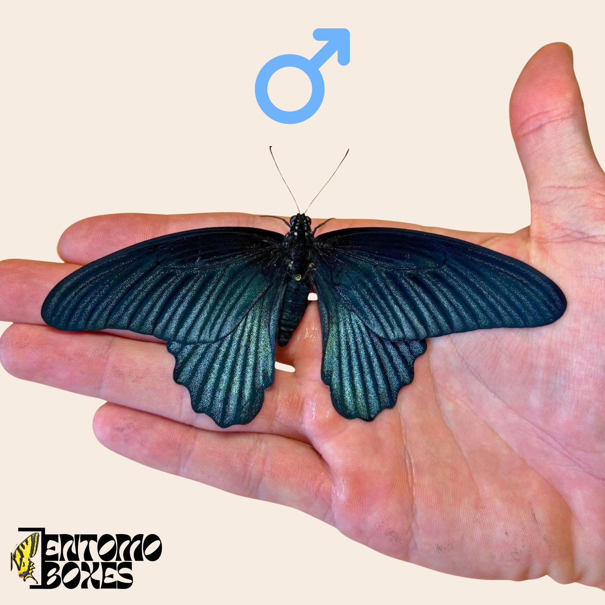 papilio memnon tropisch Männchen Schmetterling auf hand
