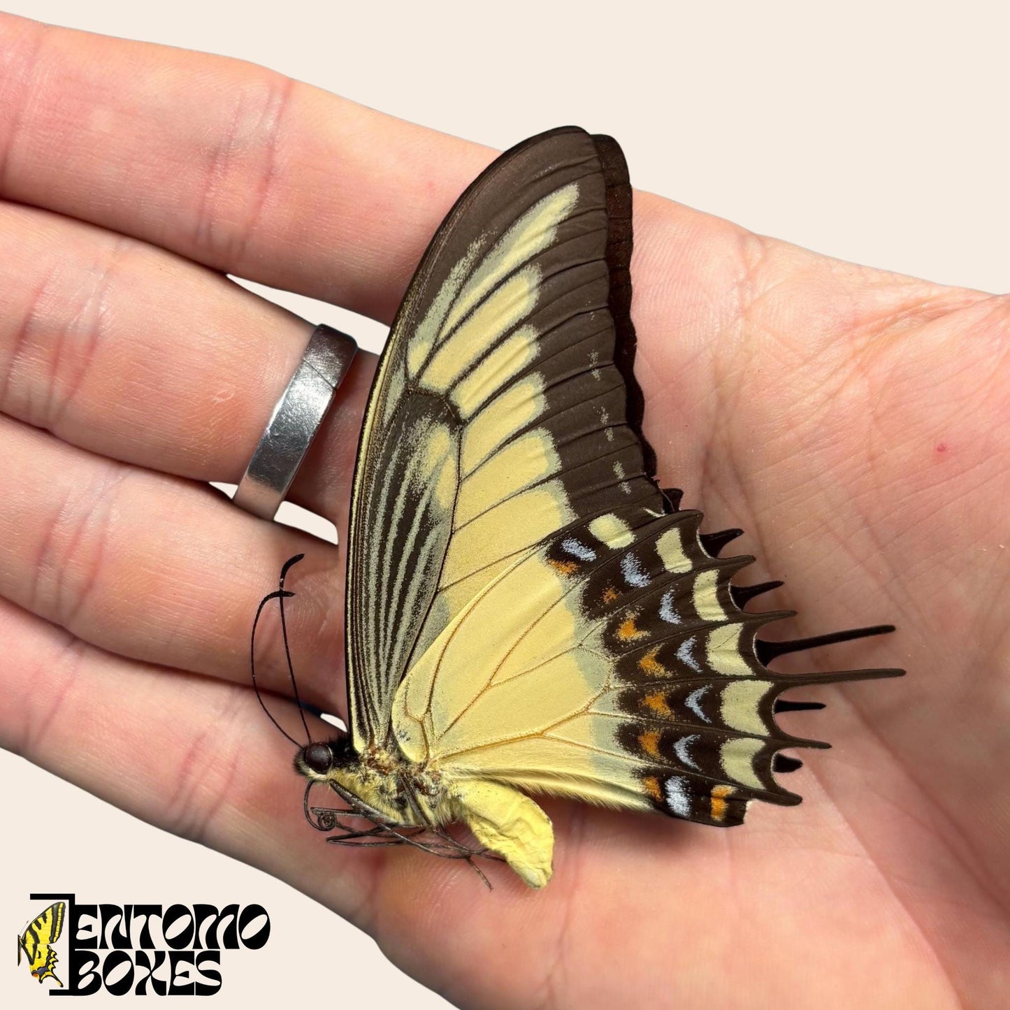 Papilio androgeus closed Flügel swallowtail Schmetterling