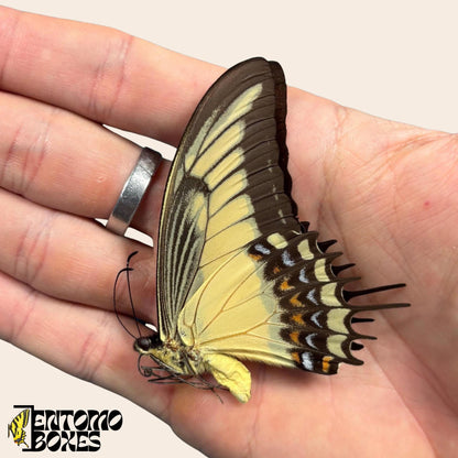 Papilio androgeus closed Flügel swallowtail Schmetterling