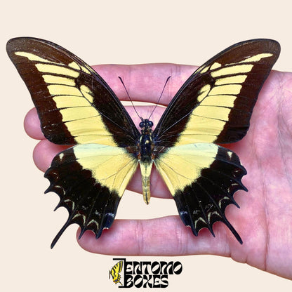 Papilio androgeus gespannt swallowtail Schmetterling