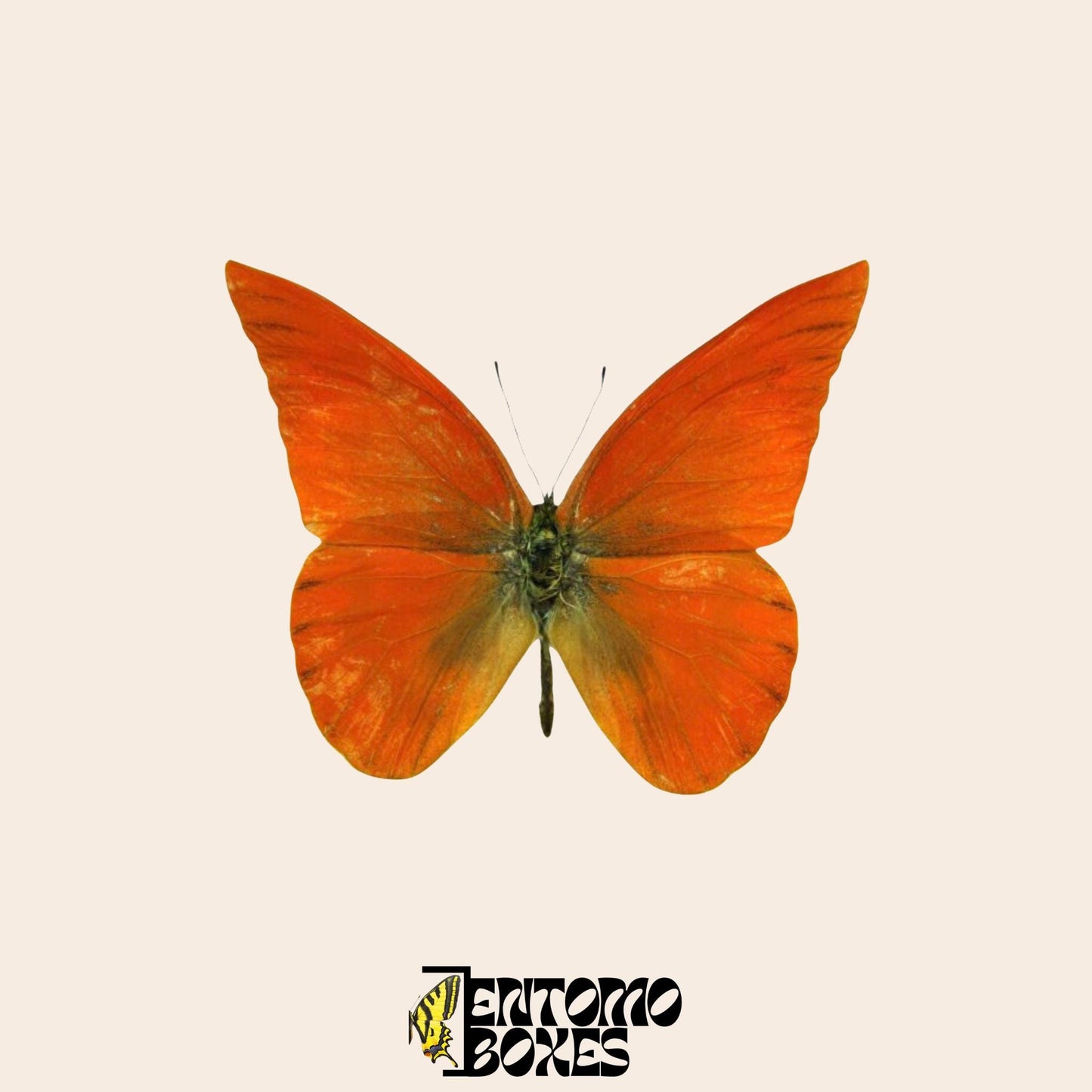 Appias nero Schmetterling