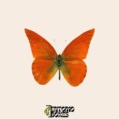 Appias nero Schmetterling