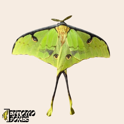 argema mimosae Männchen Falter