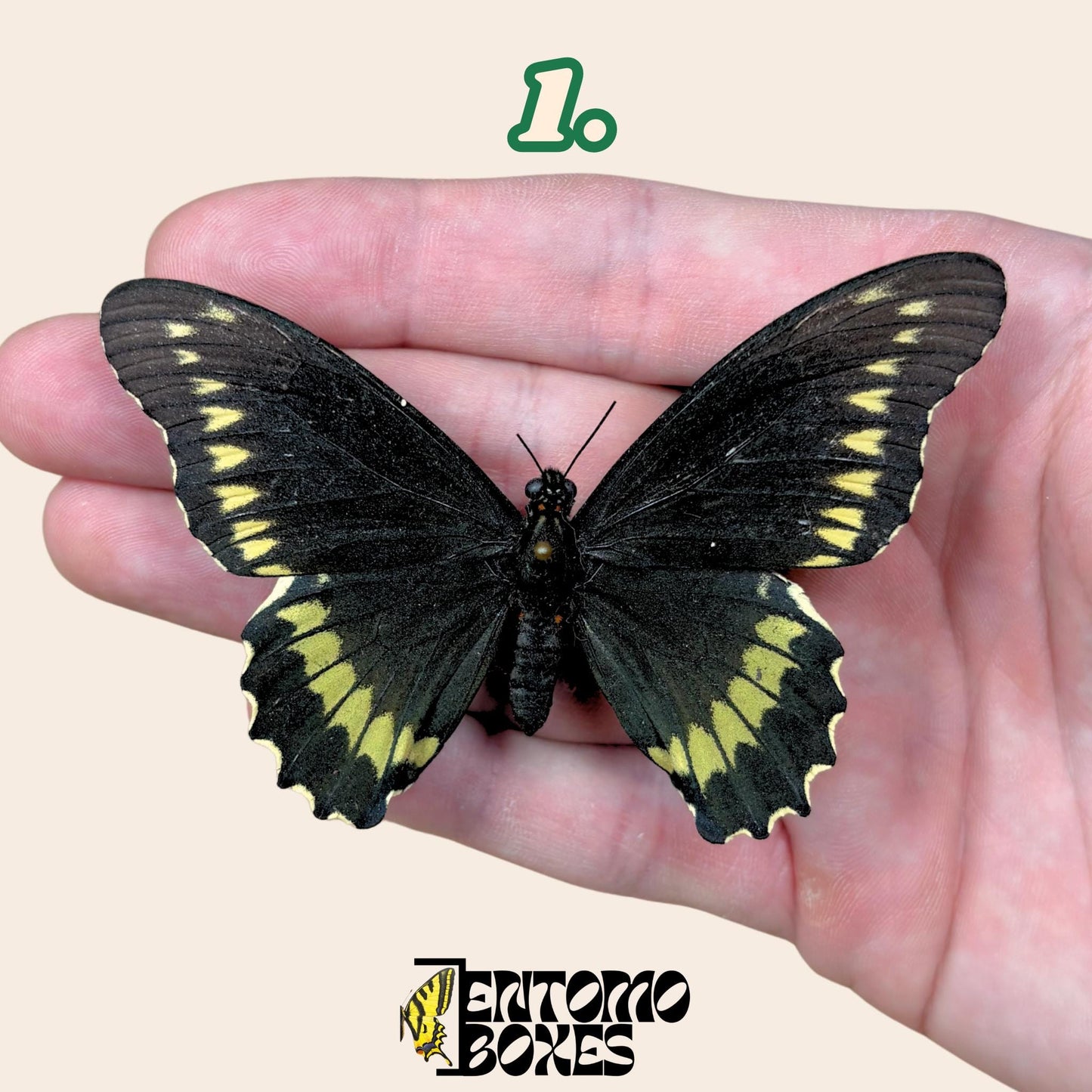 Battus polydamas  gespannt Schmetterling