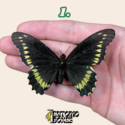 Battus polydamas  gespannt Schmetterling