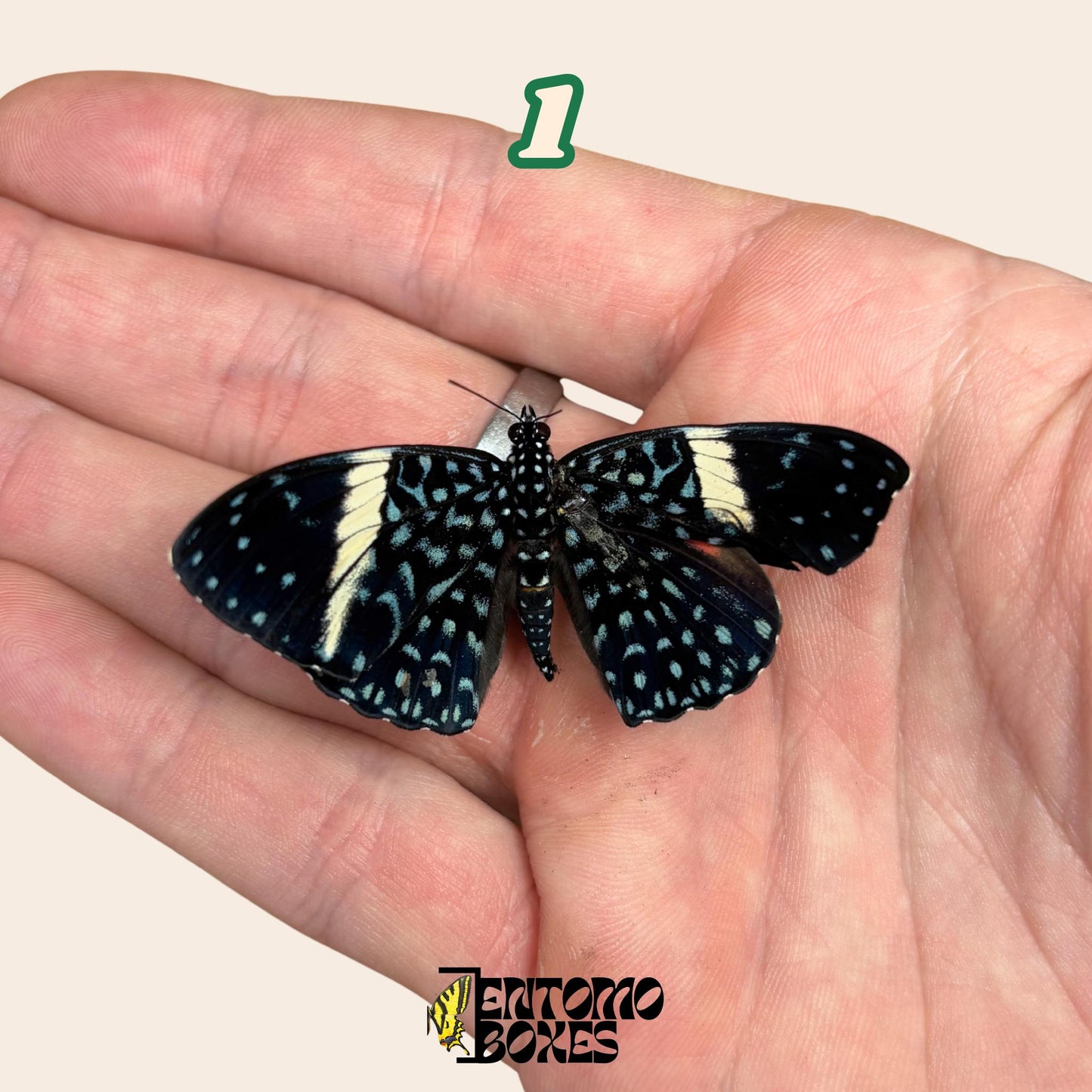hamadryas Schmetterling auf hand