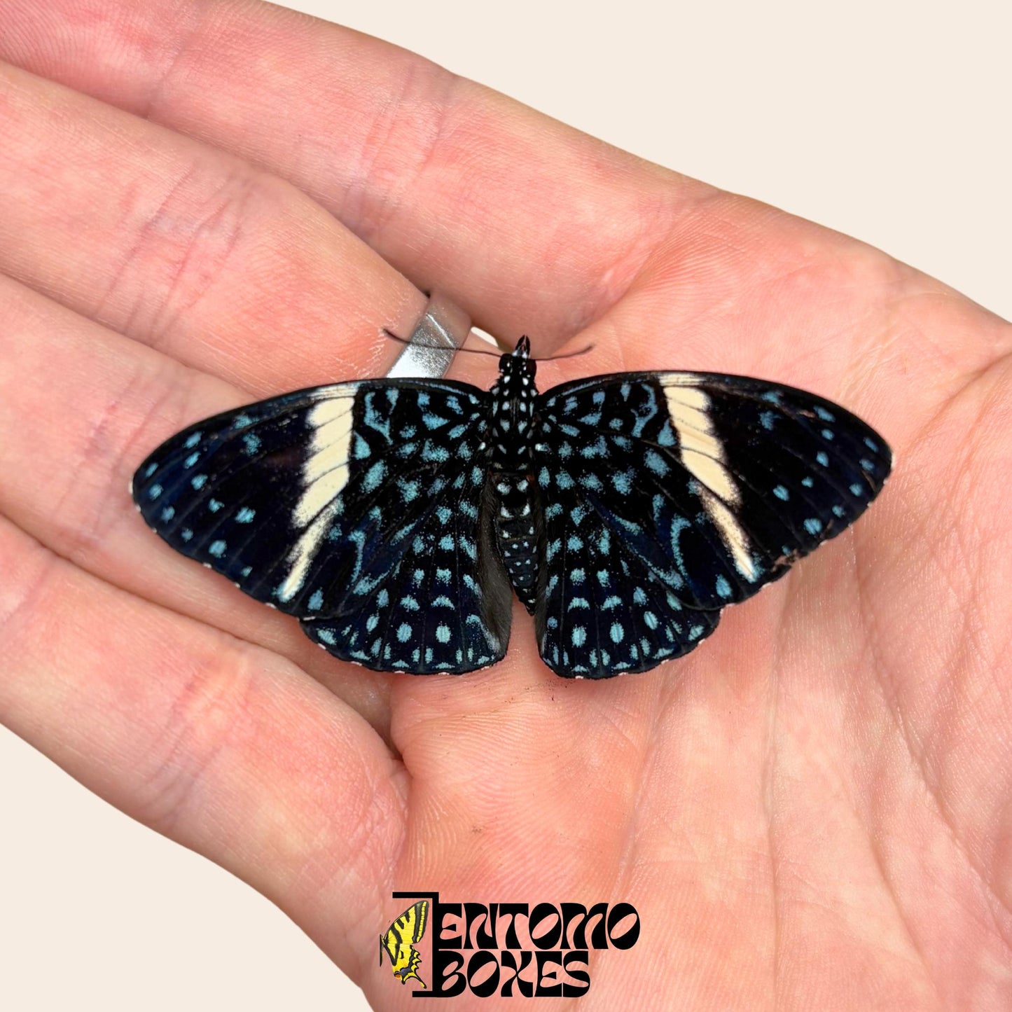 Hamadryas feronia Kalikoschmetterling gespanntes Exemplar, aufwendiges grau-rindenähnliches Flügelmuster