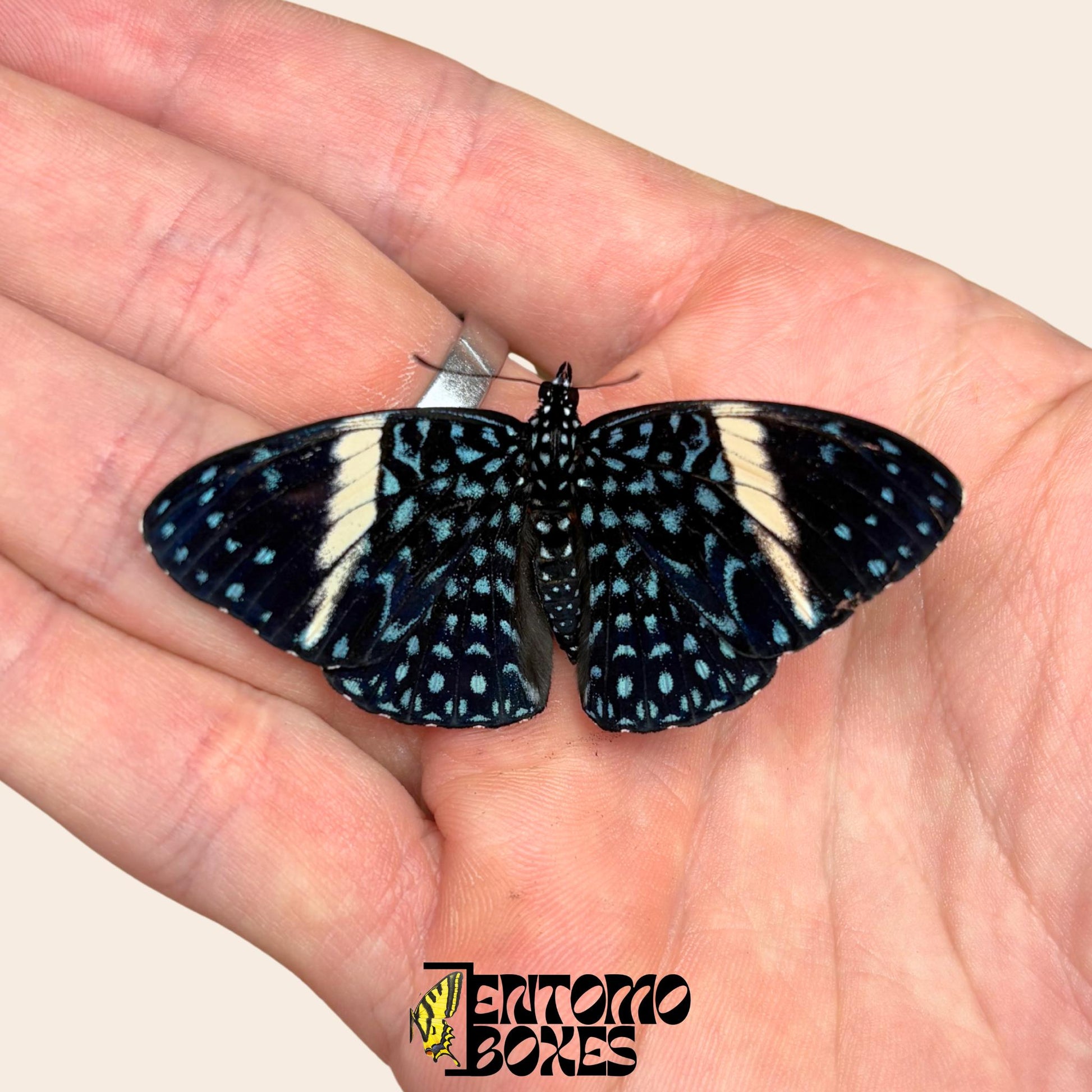 Hamadryas feronia Kalikoschmetterling gespanntes Exemplar, aufwendiges grau-rindenähnliches Flügelmuster