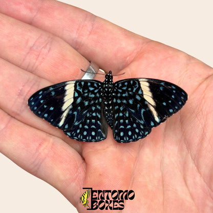 Hamadryas feronia Kalikoschmetterling gespanntes Exemplar, aufwendiges grau-rindenähnliches Flügelmuster