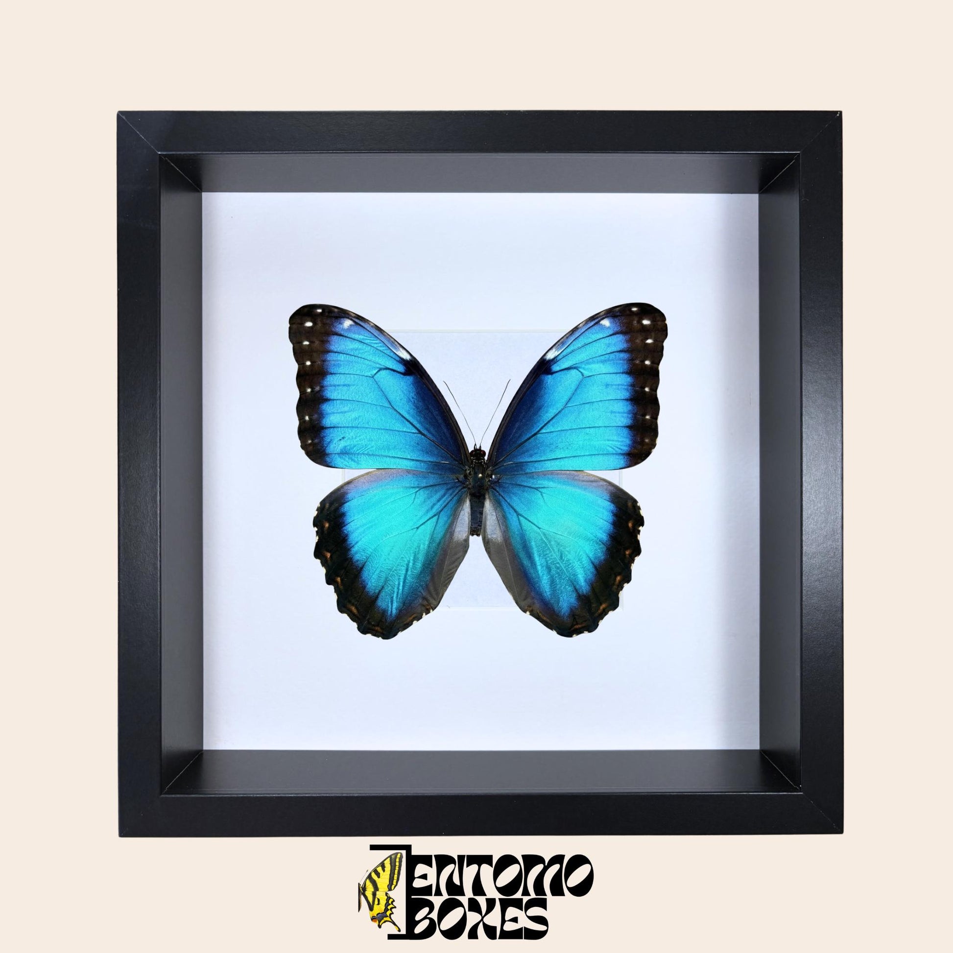 insect storage box (etsy image id: 7745689268)