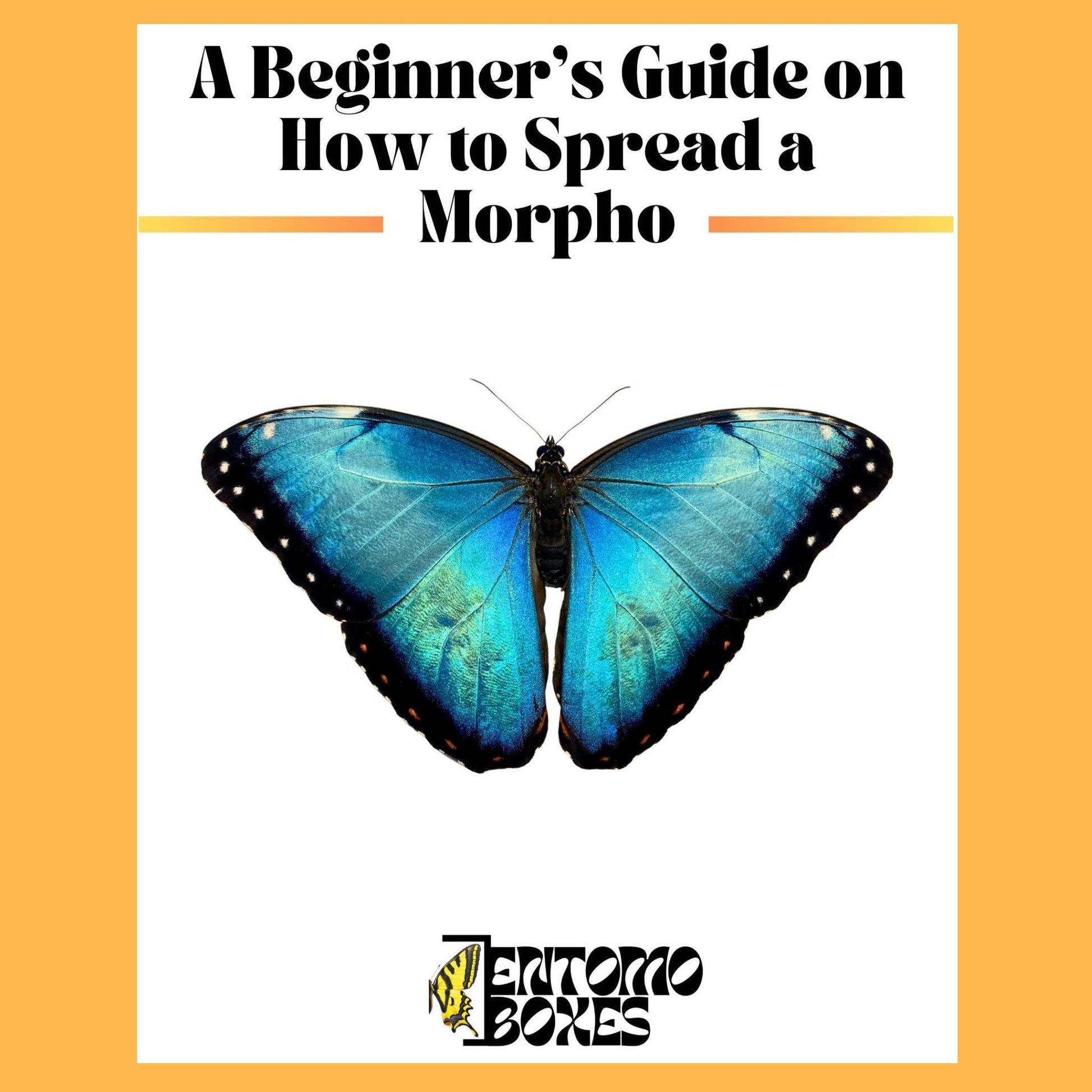 guide auf how to pin a Blau morpho Schmetterling