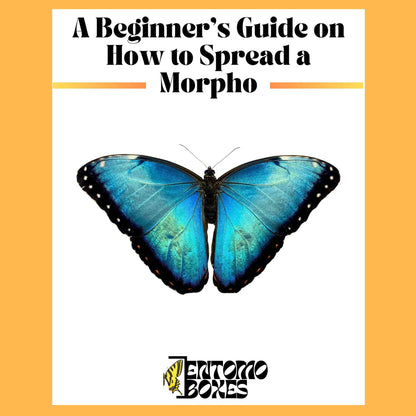 guide auf how to pin a Blau morpho Schmetterling