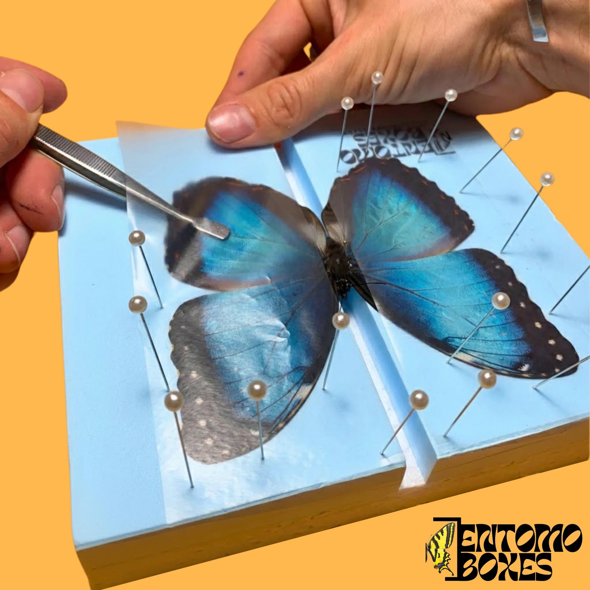 pinning process von Blau morpho Schmetterling