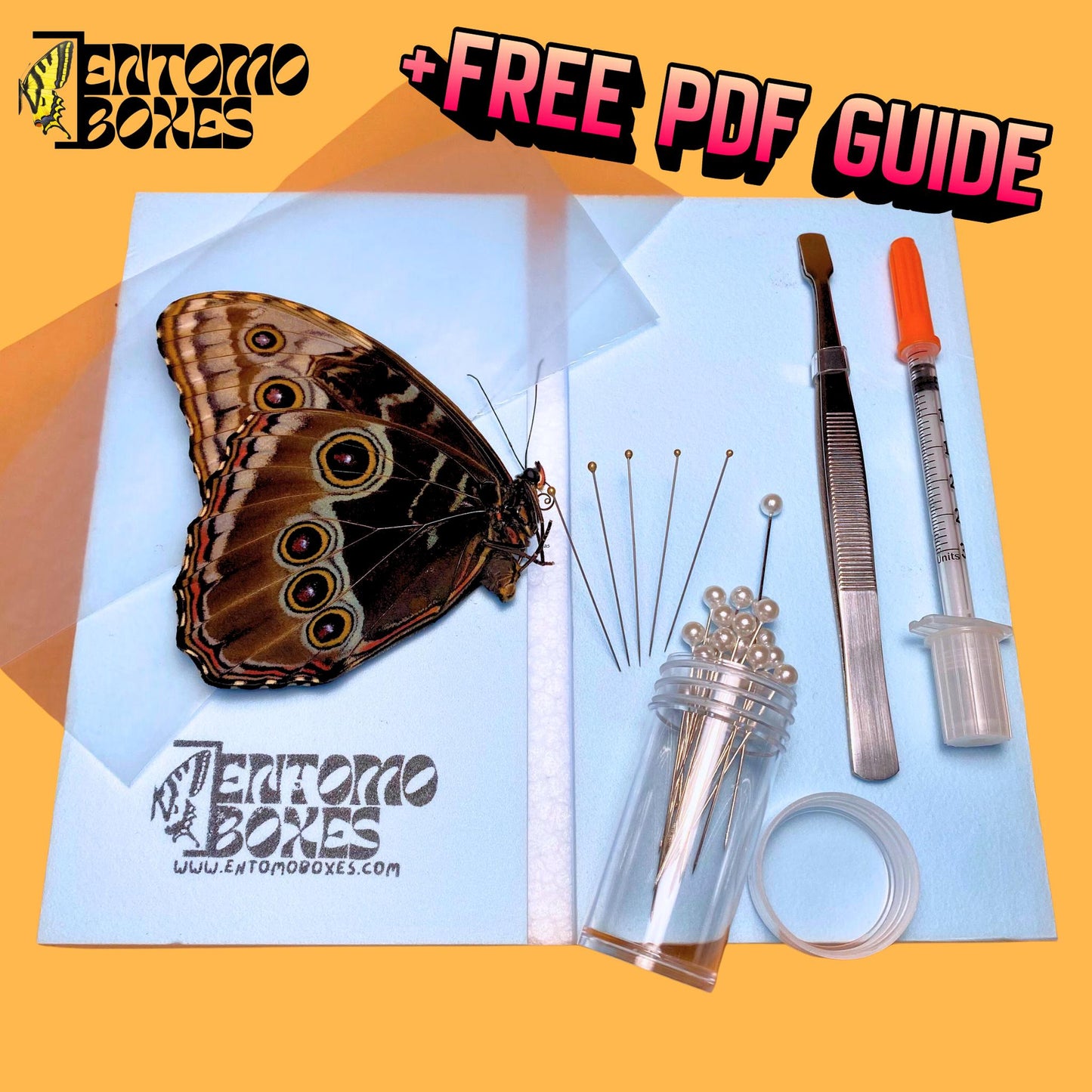 Blau morpho helenor Schmetterling Aufspann-Set
