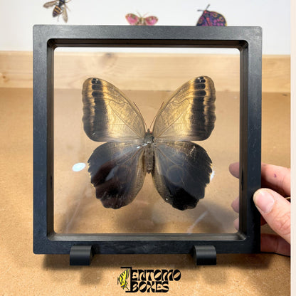owl butterfly in transparent frame (etsy image id: 7772903462)