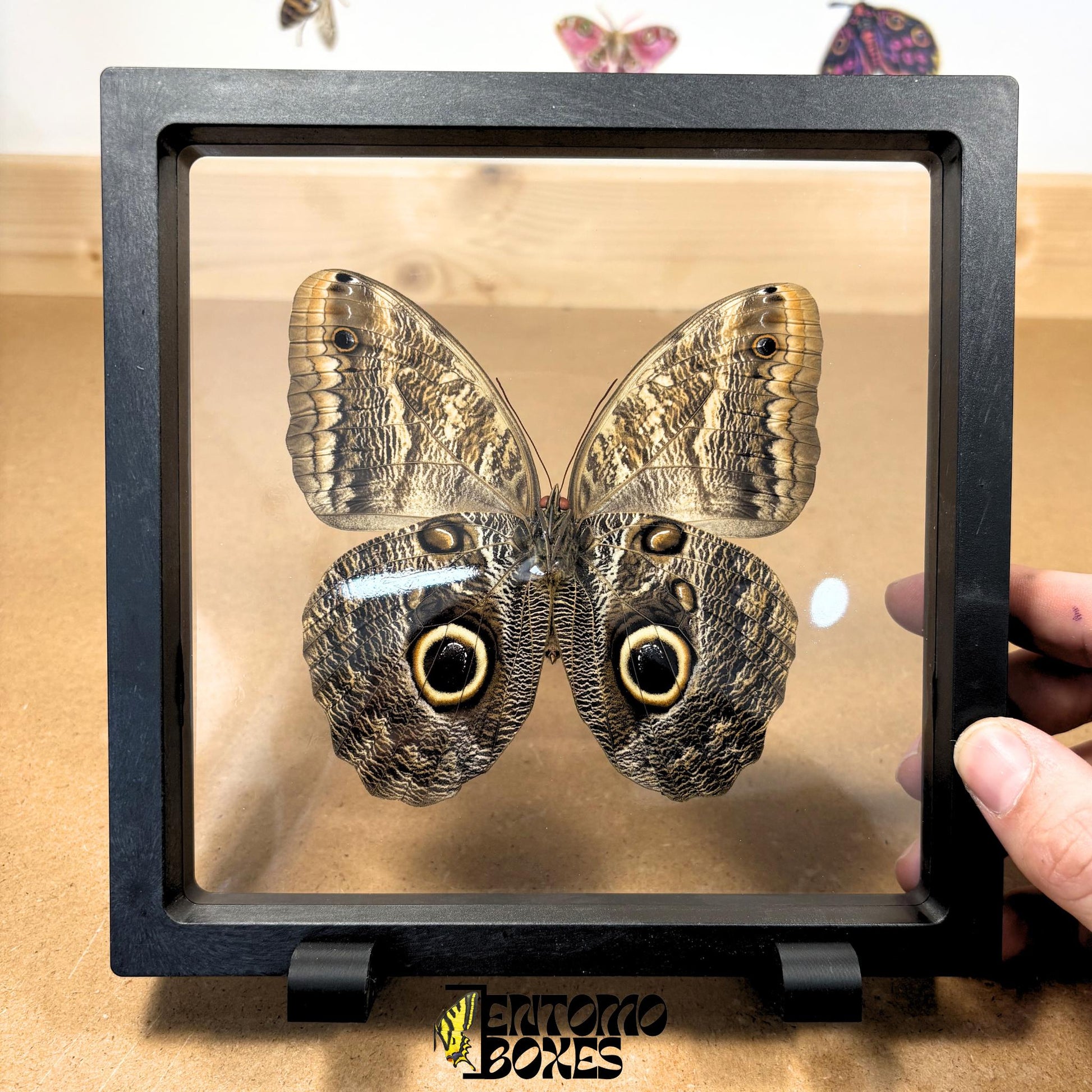 caligo memnon butterfly in transparent frame (etsy image id: 7772903502)
