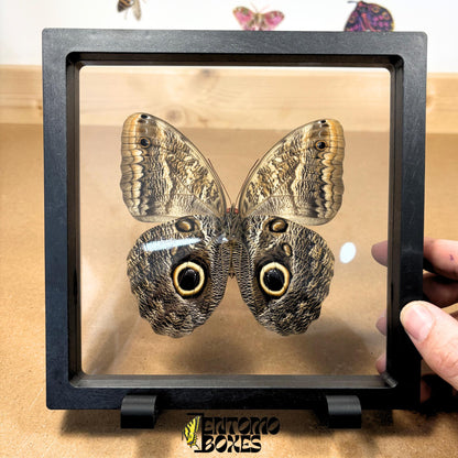 caligo memnon butterfly in transparent frame (etsy image id: 7772903502)