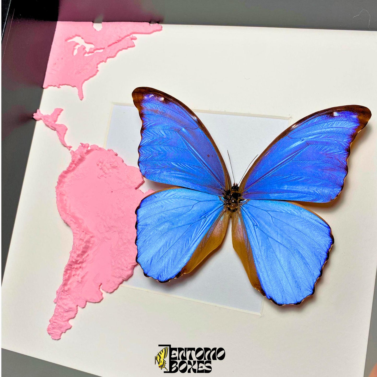 morpho didius tropisch Schmetterling im Rahmen mit 3D printed map von south america