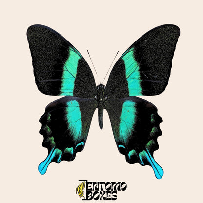 Peacock Swallowtail pinned butterfly (etsy image id: 7781083830)