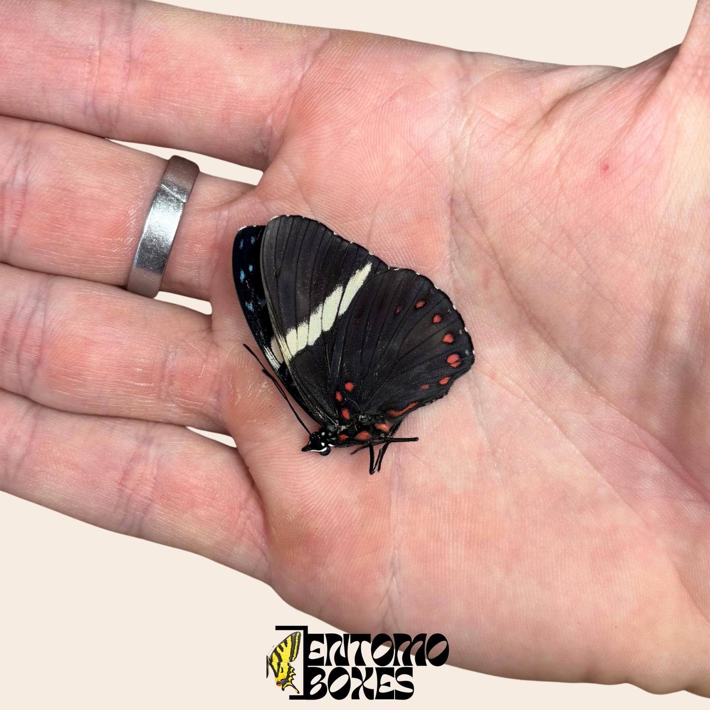 hamadryas Schmetterling mit geschlossenen Flügeln auf hand