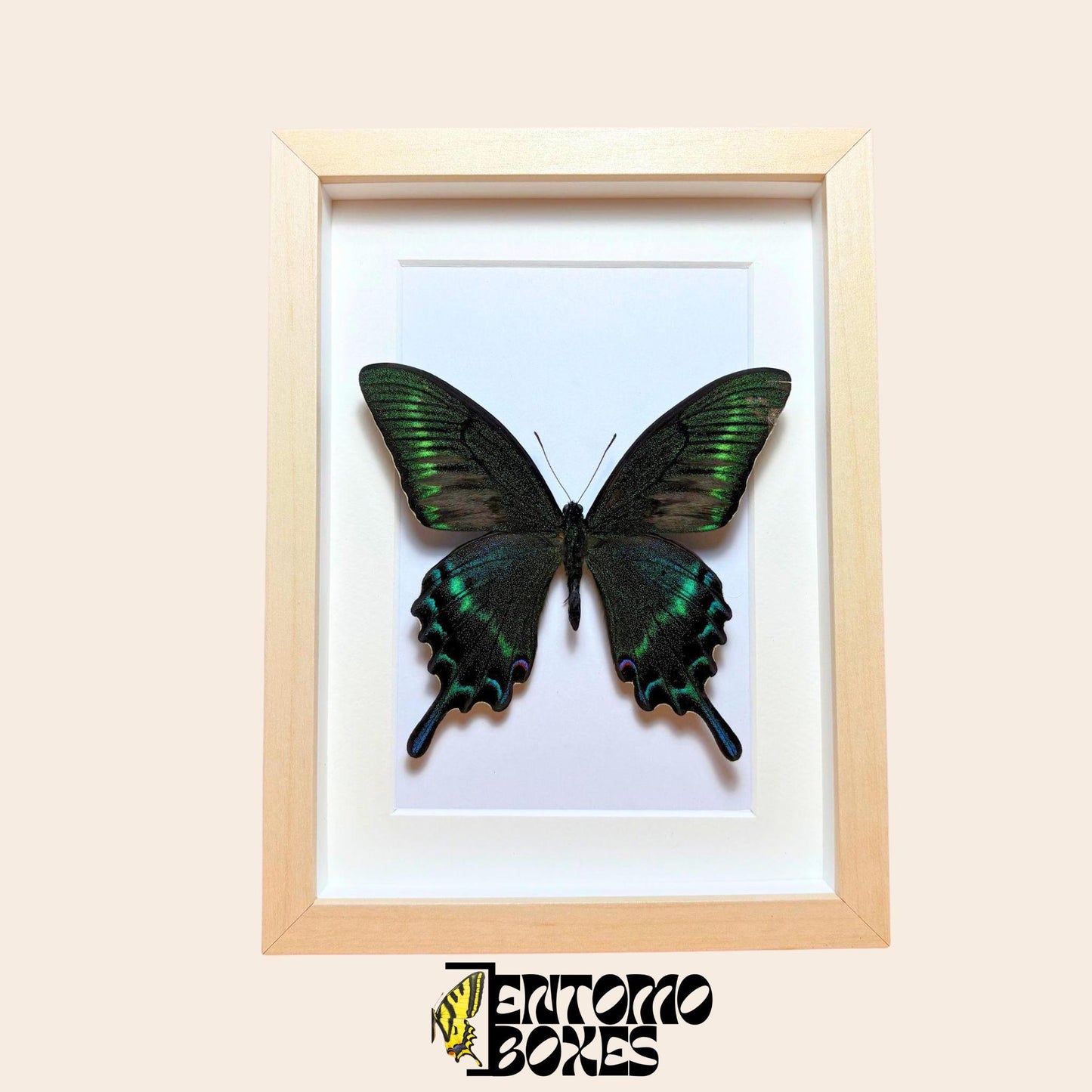 Entomologie Insekt Vitrinenrahmen von EntomoBoxes, handgefertigt für Schmetterling und Exemplar Vitrine