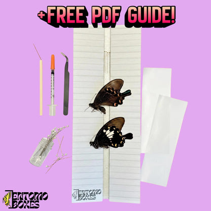 Schmetterling Sammlung Einsteiger-Set mit all you need
