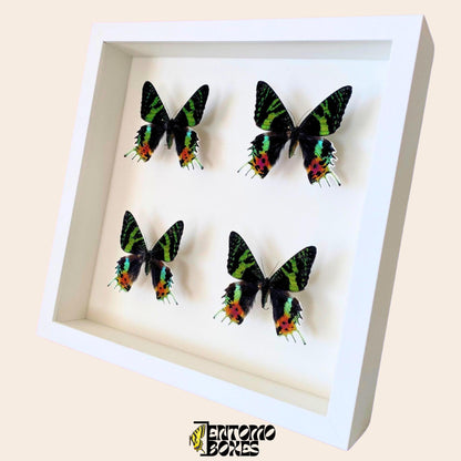 four Madagascan Sunset Moths (Urania ripheus) in white Frame (etsy image id: 7820960763)