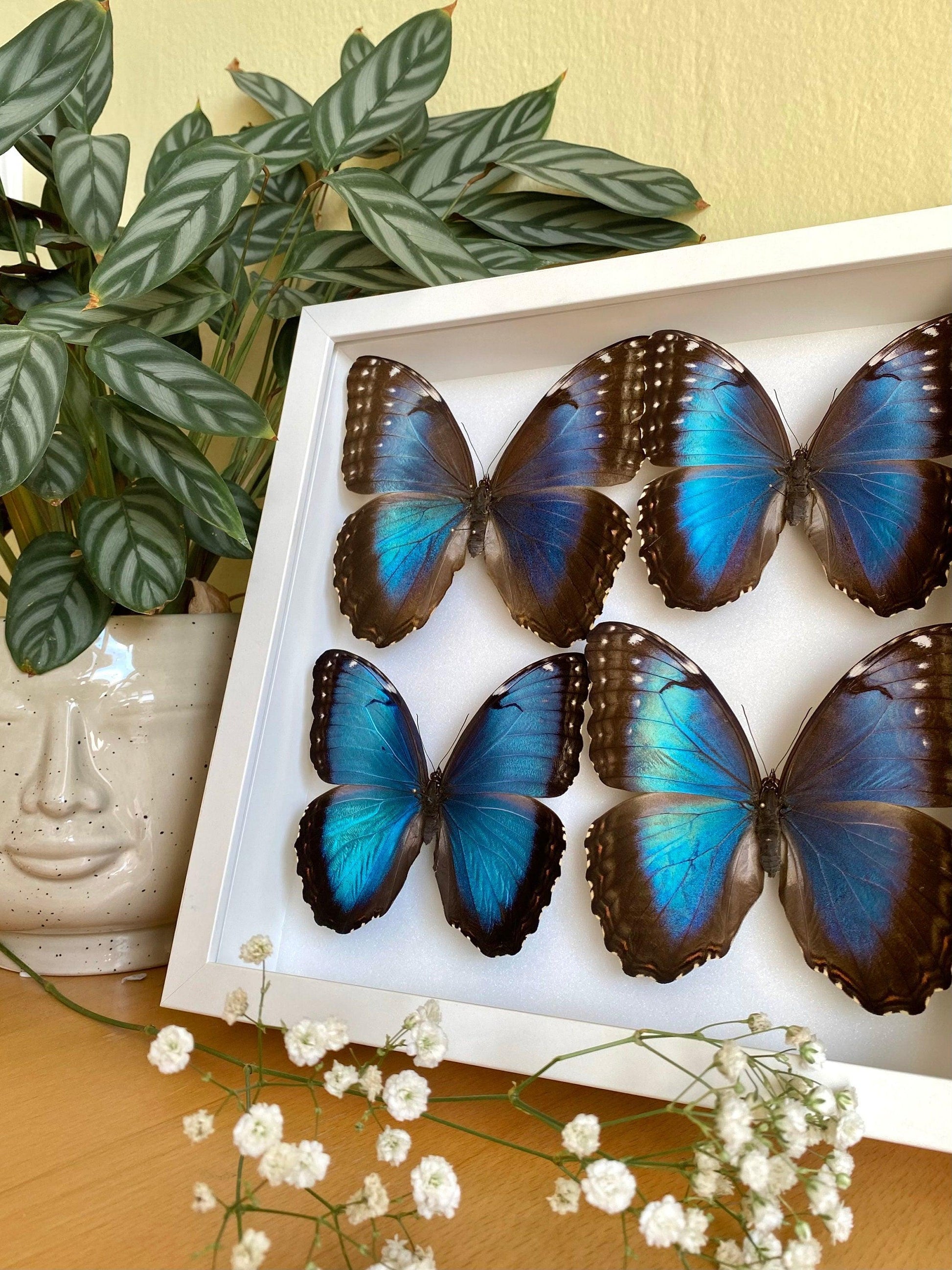 four blue morpho butterflies in white frame (etsy image id: 7821082083)
