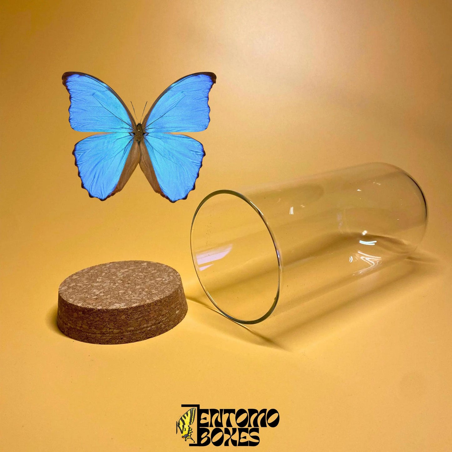 glass dome mit cork lid