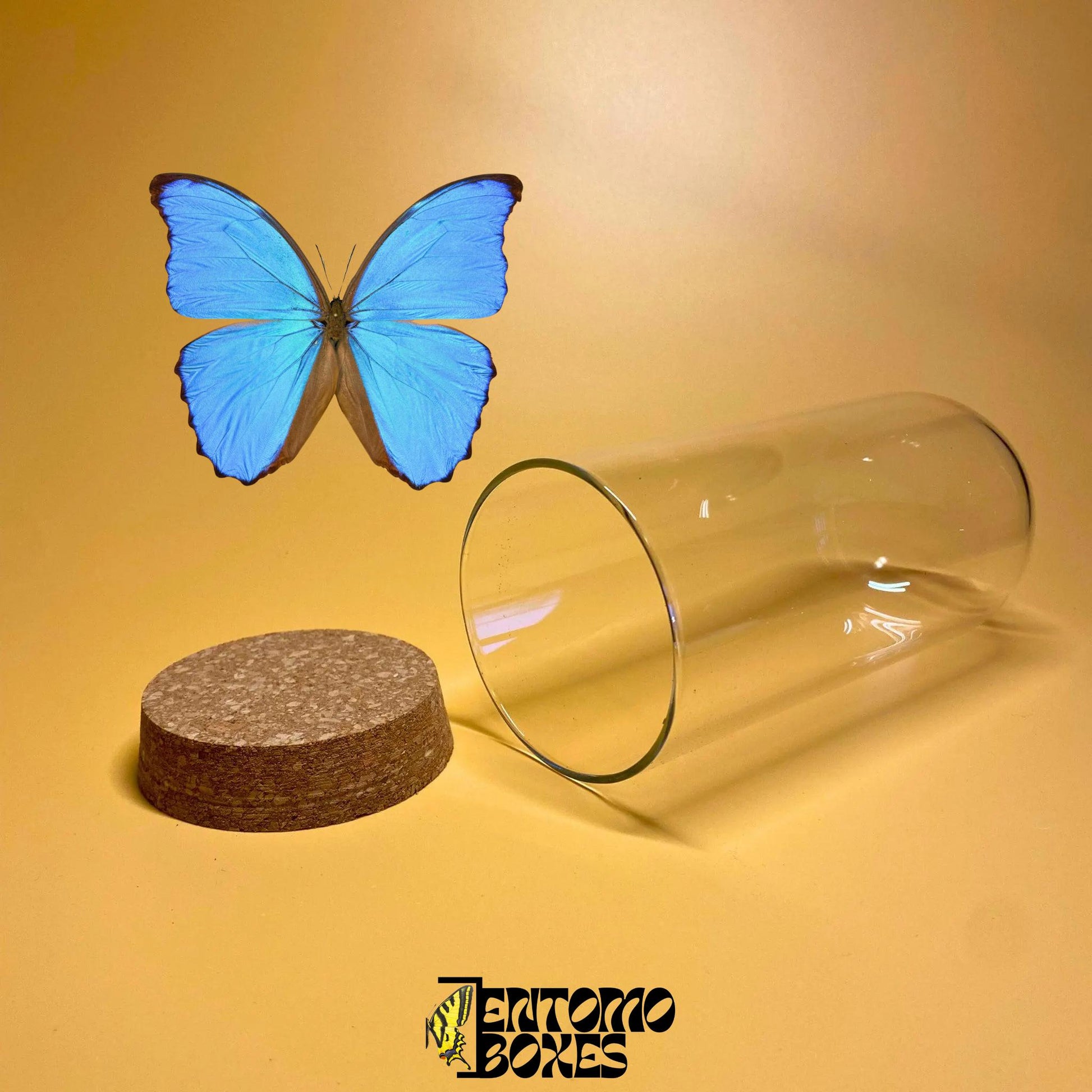 glass dome mit cork lid