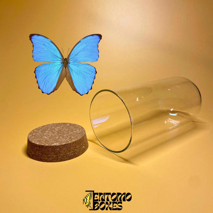 glass dome mit cork lid
