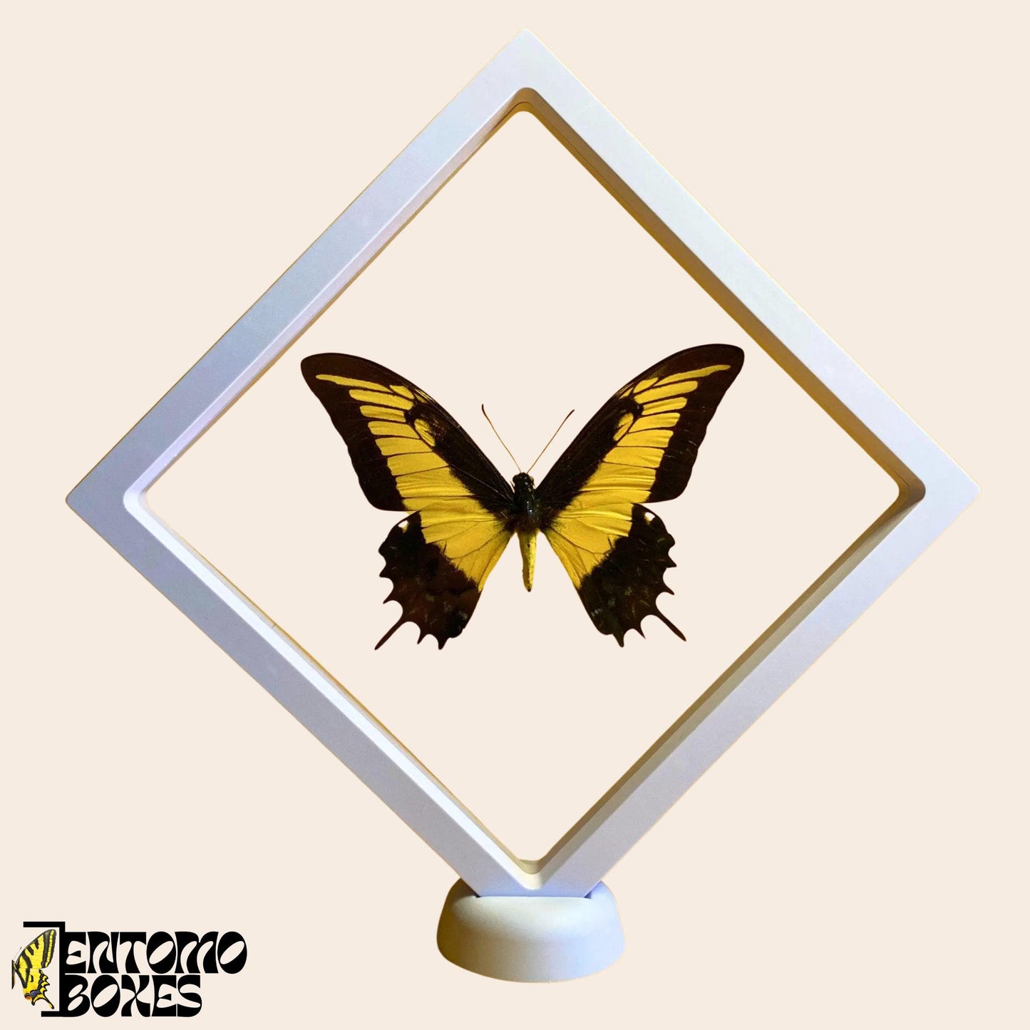 butterfly in white display frame (etsy image id: 7822336930)