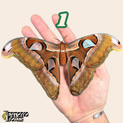 Weibchen attacus lorquini auf hand