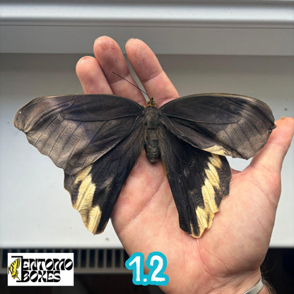 große echter Caligo atreus owl Schmetterling Exemplar ungespannt für Taxidermie und Entomologie